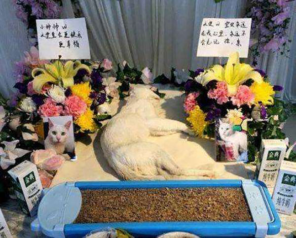 金属存放架 宠物殡葬产业和孤独的北京人